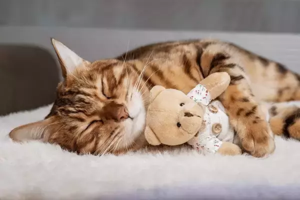 猫が『ぬいぐるみ』に対して思っている気持ち3選　どんな存在なの？見られる行動の意味とは