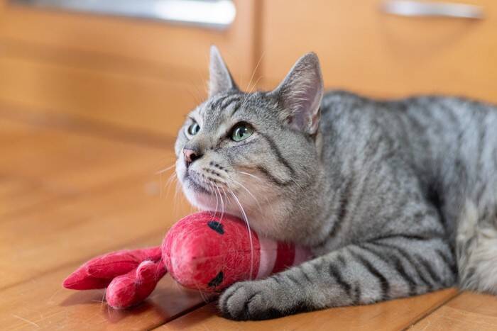 猫が『ぬいぐるみ』に対して思っている気持ち3選　どんな存在なの？見られる行動の意味とは