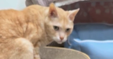 17歳の猫のためにハンモックを手作りした結果…素敵なデザインと『ほっこりする展開』に「すごく欲しい」「めっちゃ可愛い」と30万再生