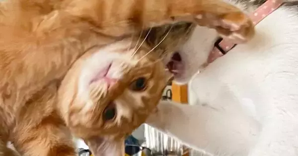 『ボツだけどなぜか捨てられない…』スマホの中に残っていた『猫たちの様子』が可愛すぎると2万いいね「フュージョンかなｗ」「最高傑作ｗ」