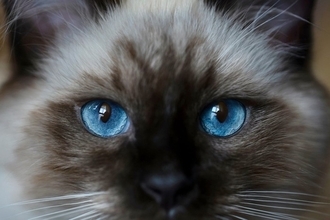 猫の『視覚』にまつわる5つの知識　どのように見えているの？視力や色覚まで解説