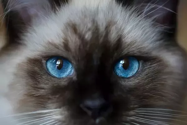 猫の『視覚』にまつわる5つの知識　どのように見えているの？視力や色覚まで解説