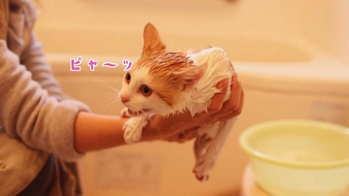 保護した子猫を『初めてお風呂』に入れてみたら…予想外の反応が尊すぎると6万9000人悶絶「腹立つほど可愛い」「ニヤニヤ止まらん」