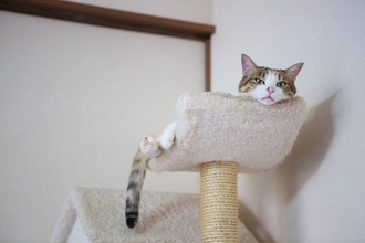 愛猫が『高いところから見下ろしてくる』心理3つ　もしかして見下されている？