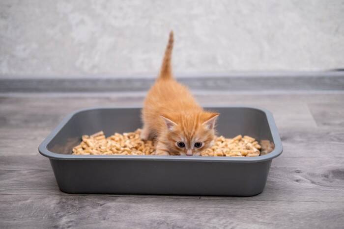 子猫が『成猫』になるまでに表れる6つの変化　時期の目安から飼い主が変えるべき習慣まで