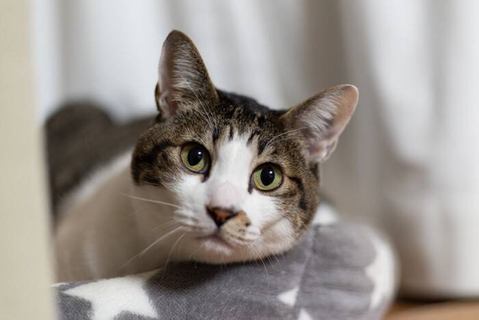 子猫が『成猫』になるまでに表れる6つの変化　時期の目安から飼い主が変えるべき習慣まで