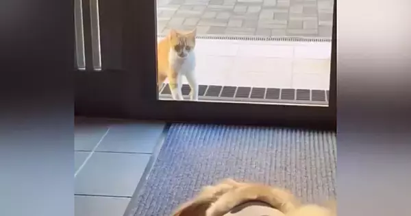 玄関の外で虫を食べていた『ひとりぼっちの痩せた野良猫』→出会いから"約１年"が経過すると…幸せあふれる『現在の様子』に涙