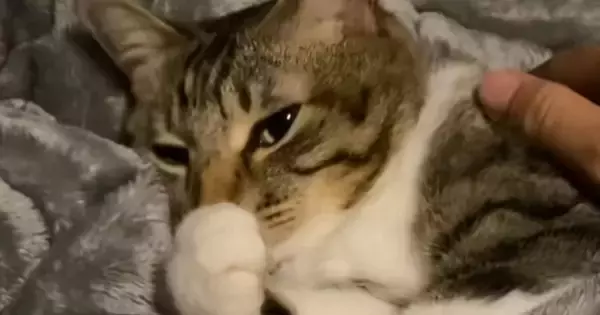 気持ちよさそうに寝ていた猫と『終電ごっこ』してみた結果…完璧すぎるリアクションが112万再生「いいタイミングでｗ」「猫専用車両？ｗ」