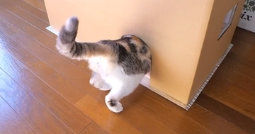 寒がりな愛猫のために『こたつハウス』をDIYした結果…「人間用にも欲しいｗ」見事な完成度と最高の反応が12万再生「なんて素敵」と絶賛