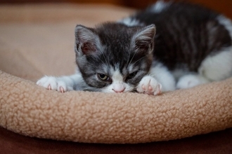 猫の『ウールサッキング』ってどんな行動？考えられる原因から改善策まで