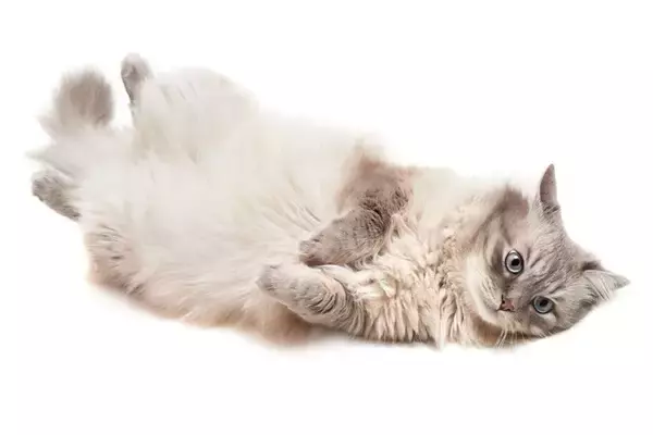 猫の『お腹が膨らんでいる』ときに考えられる原因5つ　肥満との違いや適切な対処法まで
