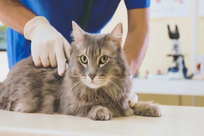 猫の『お腹が膨らんでいる』ときに考えられる原因5つ　肥満との違いや適切な対処法まで
