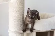 10年前に行方不明になった愛猫が発見された！　喜びもつかの間、飼い主が直面した「過酷な現実」　英国