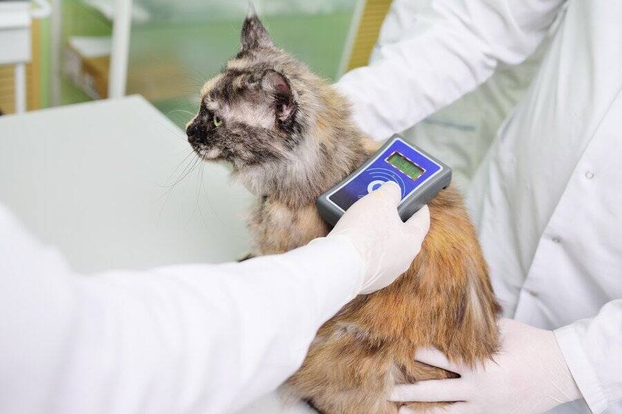 10年前に行方不明になった愛猫が発見された！　喜びもつかの間、飼い主が直面した「過酷な現実」　英国