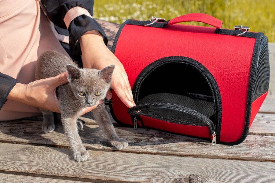 10年前に行方不明になった愛猫が発見された！　喜びもつかの間、飼い主が直面した「過酷な現実」　英国