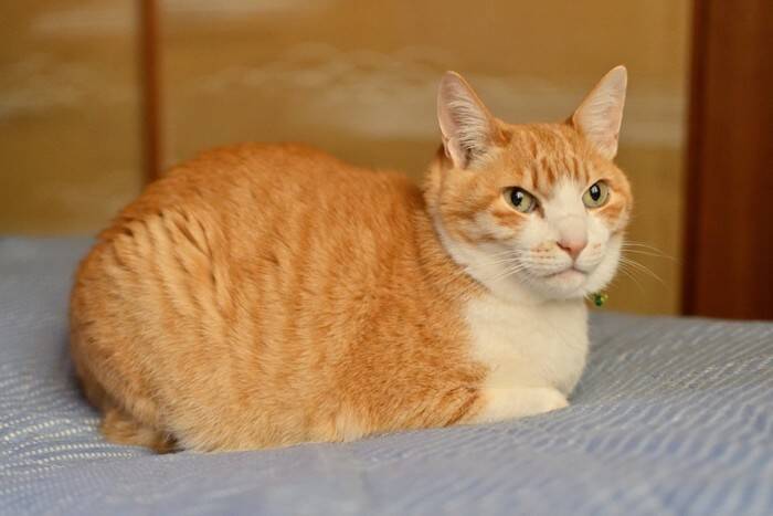 猫が『香箱座り』をするときの心理4選　どんな意味があるの？気持ちを読み取るコツもご紹介