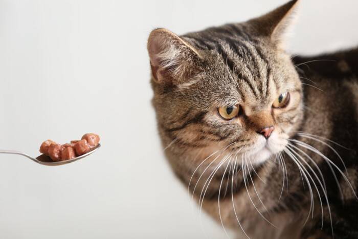 猫が『香箱座り』をするときの心理4選　どんな意味があるの？気持ちを読み取るコツもご紹介