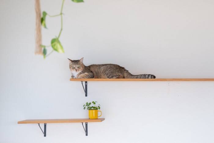 猫が『香箱座り』をするときの心理4選　どんな意味があるの？気持ちを読み取るコツもご紹介