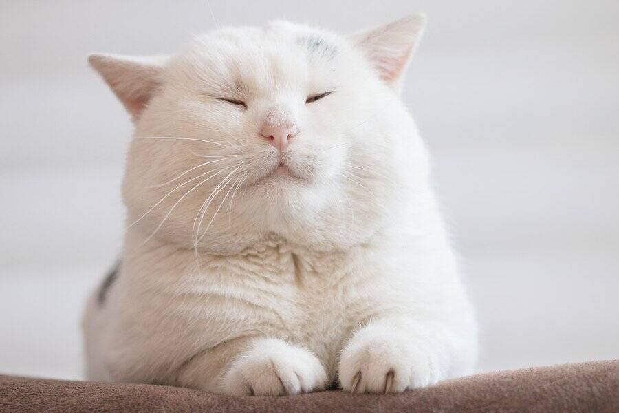 気づいてあげて！「猫が上手に隠す関節の痛み」　6歳以上の猫の60％が関節炎を罹患　オーストラリア