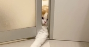 どうしても一緒に『お風呂に入りたい猫』→ドアの隙間から…必死な様子に「めちゃめちゃ可愛い」「愛されてて羨ましい」と27万再生