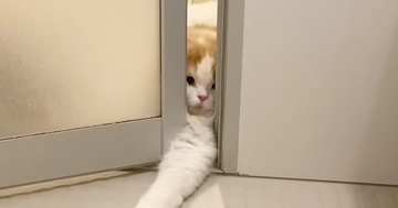 どうしても一緒に『お風呂に入りたい猫』→ドアの隙間から…必死な様子に「めちゃめちゃ可愛い」「愛されてて羨ましい」と27万再生
