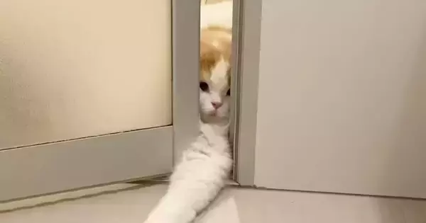 どうしても一緒に『お風呂に入りたい猫』→ドアの隙間から…必死な様子に「めちゃめちゃ可愛い」「愛されてて羨ましい」と27万再生