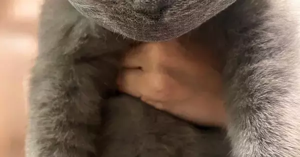 『爪切りが苦手な猫』→排水溝ネットを被せたら…笑ってしまう光景が132万表示「変なぬいぐるみかと思ったｗ」「逃げたほうがいいかも」