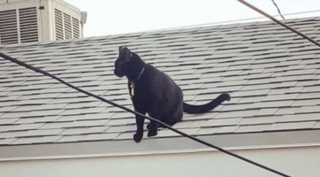 いったいなぜ…？外出から帰ると、毎回違う『セーター』を着て帰宅する猫ちゃん　真相は謎のまま