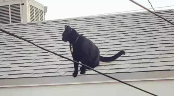 いったいなぜ…？外出から帰ると、毎回違う『セーター』を着て帰宅する猫ちゃん　真相は謎のまま