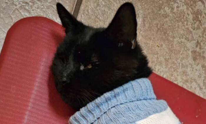 いったいなぜ…？外出から帰ると、毎回違う『セーター』を着て帰宅する猫ちゃん　真相は謎のまま