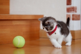 猫が夢中で遊んでくれる『ボール』3つの特徴　選び方から遊ぶときのコツまでご紹介