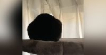 帰宅後、窓の外を眺める猫に声をかけてみると…想像以上に『可愛すぎる反応』が775万再生「ふぇｗｗ」「相当待っていた様子ｗ」