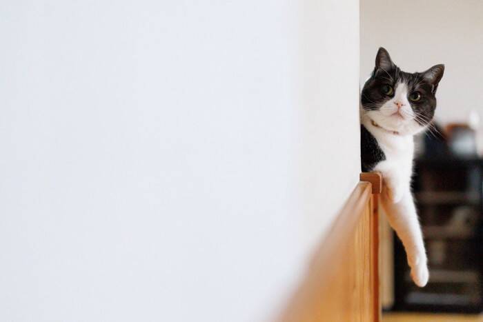 猫がのびのび暮らせる『DIYアイデア』4選　手軽に作れるコツや工夫もご紹介