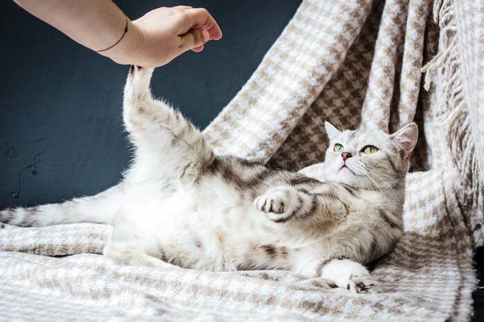 猫にとっては『絶対に妥協できない』こだわり4選　飼い主が理解しておくべき理由とは？