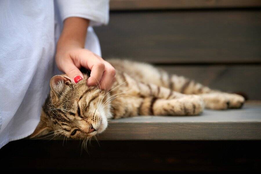 ケージに入れられたまま列車内に捨てられ、怯え切っていた子猫→出会った鉄道職員に迎えられ「第2の猫生」をスタート　英国スコットランド