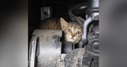 トラックの『エンジンルームの中にいた子猫』を保護した結果…可愛すぎる『半年後の光景』が174万再生「強運の持ち主」「ウルウルきた」