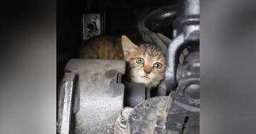 トラックの『エンジンルームの中にいた子猫』を保護した結果…可愛すぎる『半年後の光景』が174万再生「強運の持ち主」「ウルウルきた」
