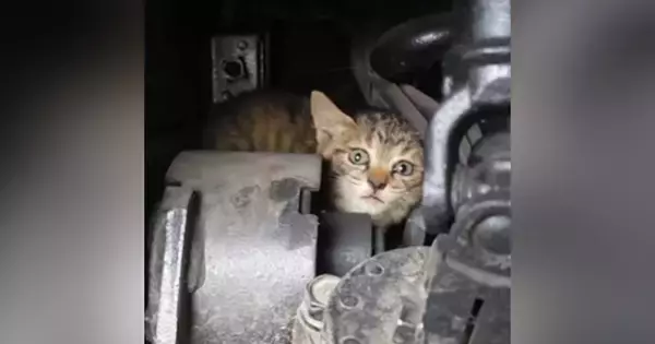 トラックの『エンジンルームの中にいた子猫』を保護した結果…可愛すぎる『半年後の光景』が174万再生「強運の持ち主」「ウルウルきた」