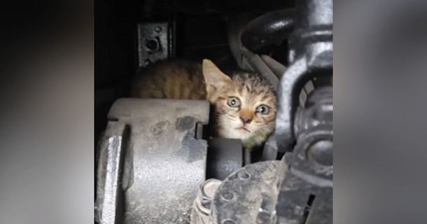 トラックの『エンジンルームの中にいた子猫』を保護した結果…可愛すぎる『半年後の光景』が174万再生「強運の持ち主」「ウルウルきた」