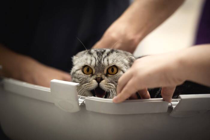 猫が『ネガティブ』な気持ちのときの鳴き方4つ　考えられる心理や適切な対処法を解説