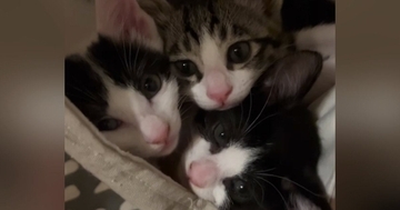ママとは『別々に寝るようになった』子猫たち→『朝』になると……ほっこりする光景に「たまらないｗ」「もう見てるだけで幸せ」と34万再生