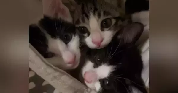 ママとは『別々に寝るようになった』子猫たち→『朝』になると……ほっこりする光景に「たまらないｗ」「もう見てるだけで幸せ」と34万再生