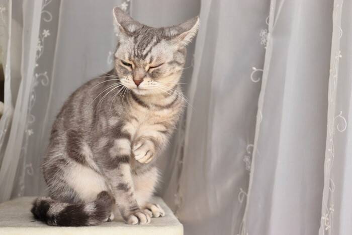 猫があなたに『文句を言いたくなる』瞬間4選　不満を感じる理由や見逃したくないサインも