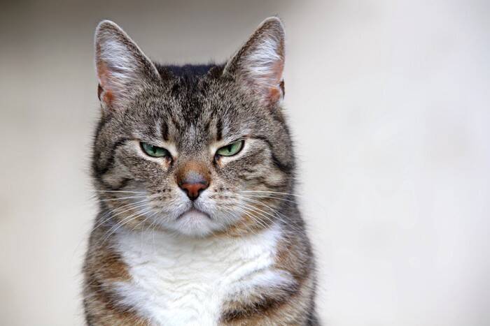 猫があなたに『文句を言いたくなる』瞬間4選　不満を感じる理由や見逃したくないサインも