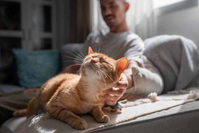 猫にとって『信頼の置ける人』に当てはまる特徴4つ　心を許す理由や安心感を与える接し方
