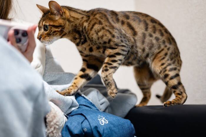 猫にとって『信頼の置ける人』に当てはまる特徴4つ　心を許す理由や安心感を与える接し方