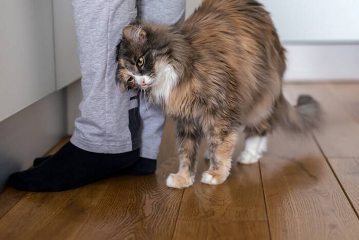 猫にとって『信頼の置ける人』に当てはまる特徴4つ　心を許す理由や安心感を与える接し方