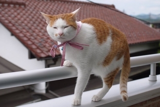 猫が高い場所から飛ぶ『フライングキャットシンドローム』とは？起こりうるトラブルや事故を防ぐための環境作り