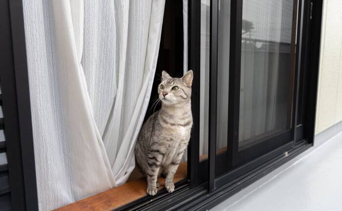 猫が高い場所から飛ぶ『フライングキャットシンドローム』とは？起こりうるトラブルや事故を防ぐための環境作り