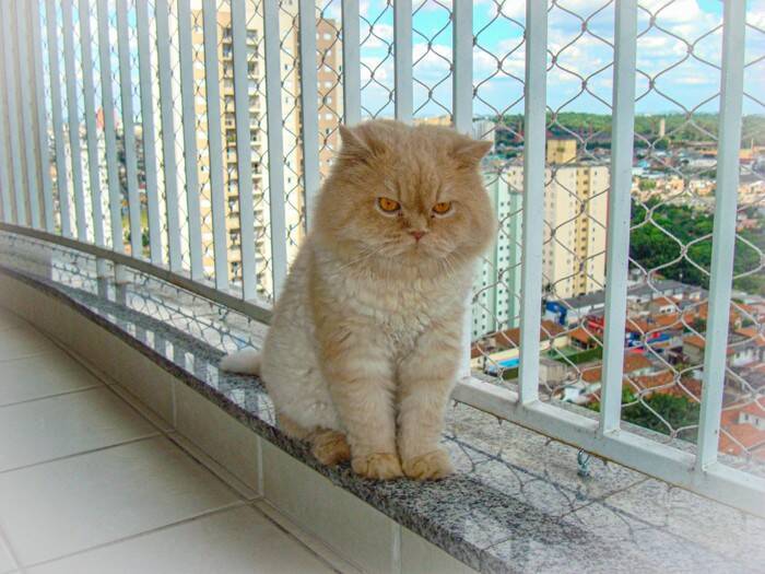 猫が高い場所から飛ぶ『フライングキャットシンドローム』とは？起こりうるトラブルや事故を防ぐための環境作り